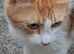 Kitten for sale