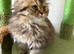 Beautiful Shorthair and Longhair kittens