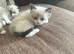 Beautiful 100% ragdoll babies