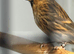 Goldfinch pairs , red siskin pair and yellow black hooded Siskin pair