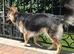 German Shepherd / Samoyed Mix Seeking New Home
