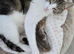 Beautiful Kittens Looking for Loving Homes!