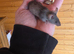 Fancy mice, males and females