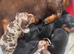 Miniature Dachsund puppies
