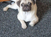 Pug/shitzu puppies
