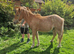 Shetland x colt