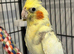 Lovely male cockatiel.