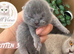 Beautiful Litter of Blue BSH Kittens