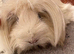 Peruvian sows x2