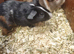 Baby guinea pigs and cage