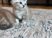 Kittens for sale