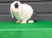 Gorgeous little mini lop now ready to leave