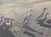 Pair of Indian runners 1 boy 1 girl