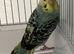 Young Budgies available