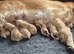 Golden retriever puppies