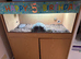 1 year old horsfield tortoise
