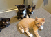 4 beautiful kittens looking for there forever homes