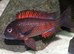 Tropheus cichlid