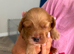 Beautiful golden and blonde KC registered Cocker Spaniel Puppies