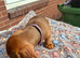 Lovely little miniature dachshund tiny girl