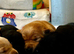 Beautiful Black & Red/Yellow Pure Breed Labrador Puppies For Loving Family/Working Homes