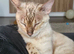 Stunning 5yr Snow Bengal Looking for Her Forever Home