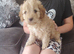 Cavapoo puppies