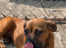 Cane corso x Rottweiler puppies