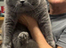 British Shorthair Blue Stud Service - GCCF & TICA Registered