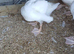2 x 6 week old goslings