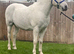 Riding gelding