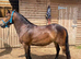 PONY CLUB/COMPETITION PONY