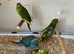 Hand reared Kākāriki Parrots
