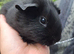Pairs of Self Black Baby Brothers Guinea Pigs