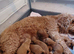 F2 miniature Cockapoos Ready now!