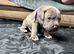 Blue Brindle Staffordshire Bull Terrier Puppies