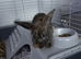 2 female rabbits