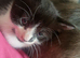 1 beautiful kitten looking for forever homes