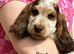KC registered show cocker spaniels