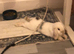 NOT NEUTERED male mini lop