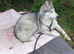Last pup Maya. 5 months