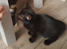 black kittens ready for forever homes