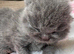 Pedigree British Shorthairs 1 cream boy left!