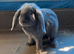 Mini lop boy blue