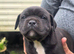 Staffie puppies for sale