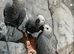 Stunning Baby Male HandReared Super Tame Cuddly African Grey