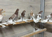 Uzbek pigeons