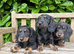 Miniature dachshund