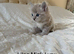 Minks, Solids and Traditonal kittens available