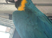Blue & Gold Macaw - Super Tame